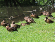 Pamiętaj! Nie karm kaczek chlebem i dbaj o czystość parkowych stawów