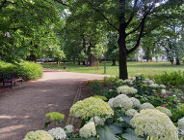 park Stanisława Moniuszki - hortensje