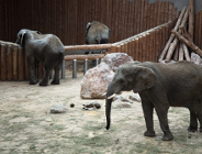 Pieniądze dla ZOO