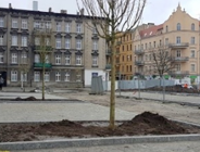 Pierwsze nasadzenia na Rynku Łazarskim