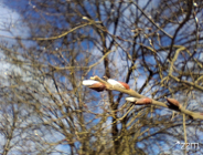 Pierwsze zwiastuny wiosny