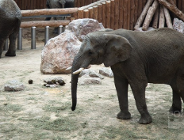 Plan dla ZOO