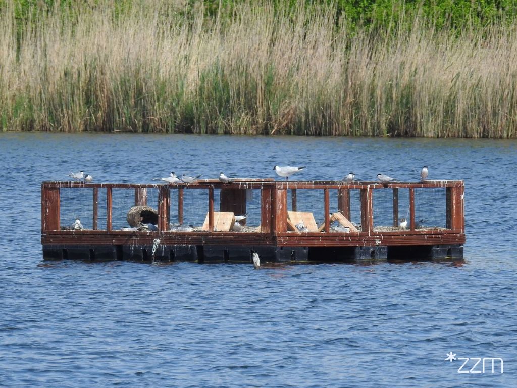 platforma lęgowa na Szachtach