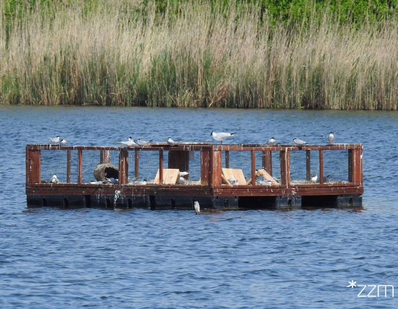 platforma lęgowa na Szachtach