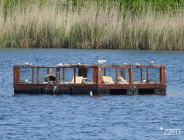 Platformy lęgowe na Szachtach