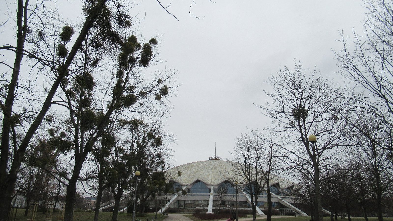 Zdjęcie przedstawia drzewa. w zimowej scenerii - bez liści. W tle widać halę Arena.