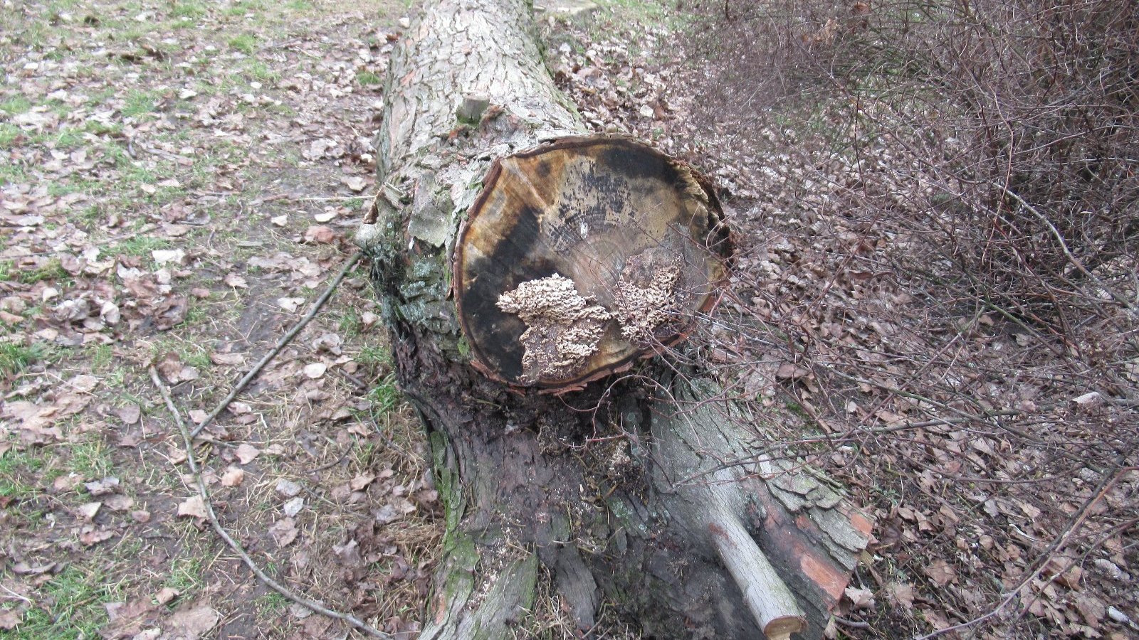 Zdjęcie przedstawia powalony pień drzewa w parku.