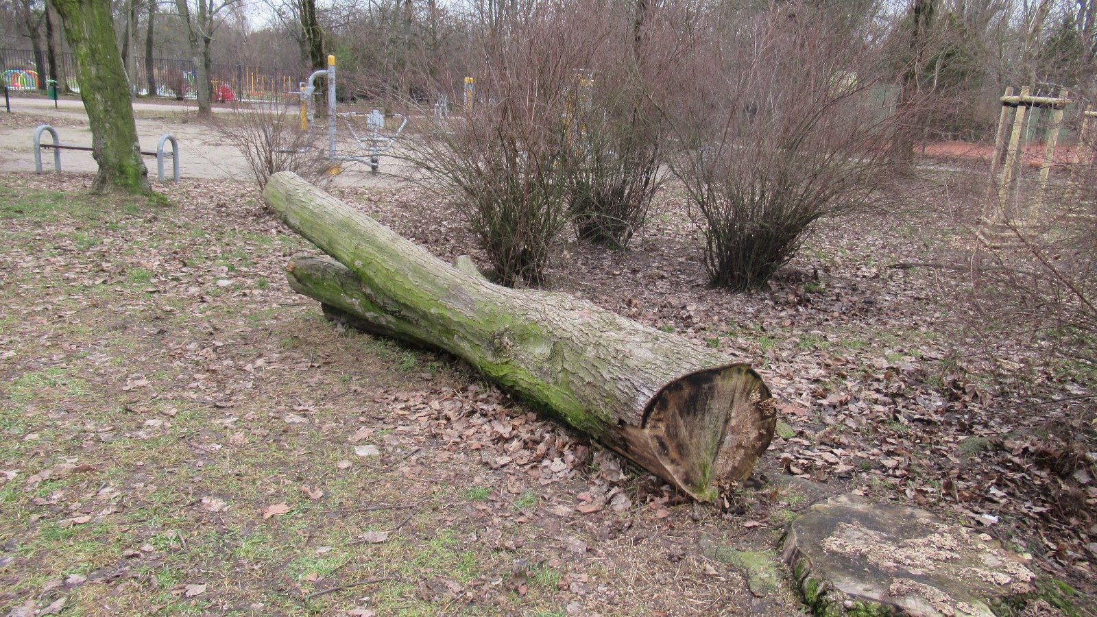 Zdjęcie przedstawia kłodę drzewa leżącą w parku.