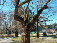 Pomniki przyrody przejdą zabiegi pielęgnacyjne