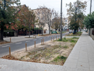 Ponad 1000 roślin na ul. Jarochowskiego