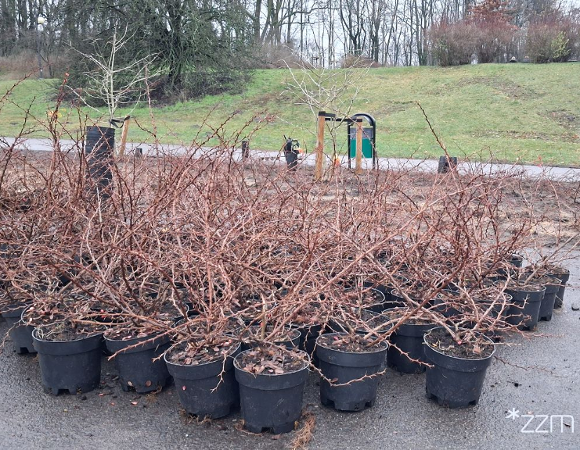 Posadzone róże w Parku Cytadela