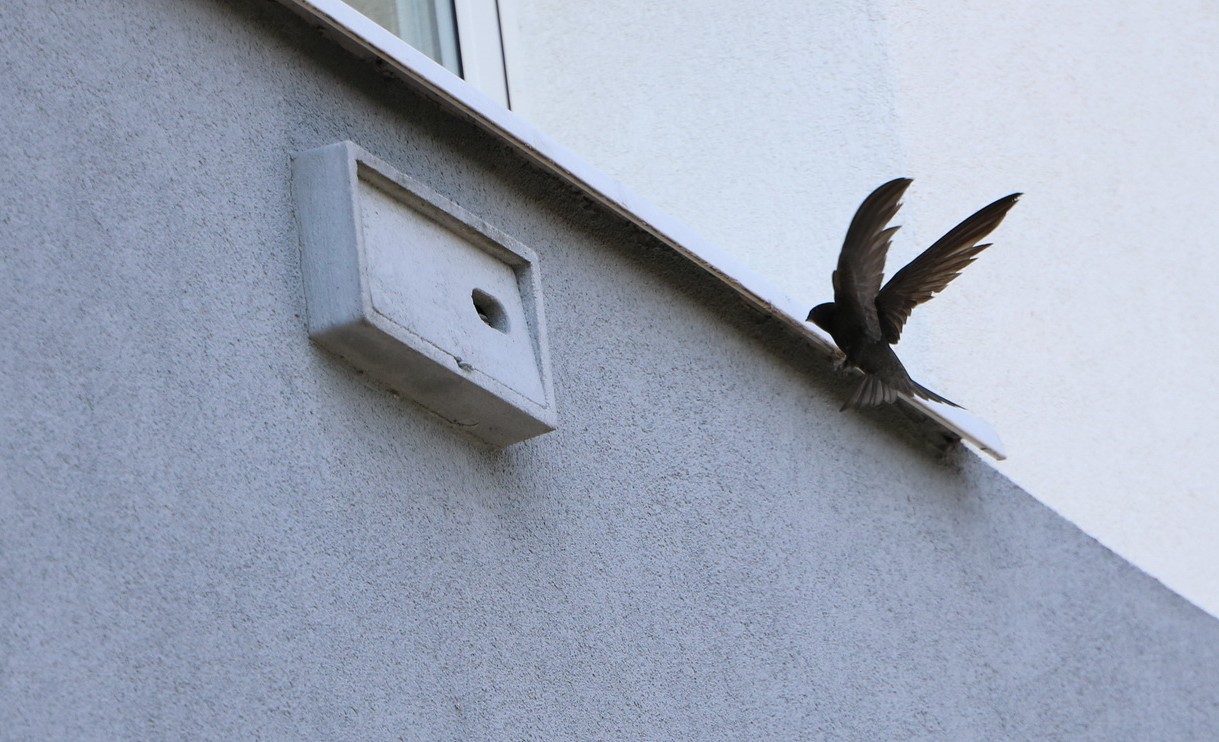 Poznań wspiera ptaki m.in. przez systemową ochroną