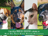 Przekaż karmę i pomóż psiakom przetrwać zimę