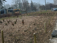 Przy pętli Ogrody będą rosnąć róże, cisy, czereśnie, topole, krokusy, a nawet kocimiętka