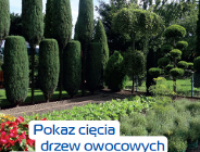 Przyjdź i zobacz jak pielęgnować drzewa !