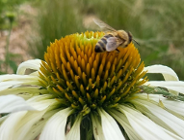 Pszczele święto - dlaczego owady te są tak ważne?