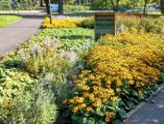 Rabata bylinowa - estetyka i wsparcie dla zapylaczy w sercu Parku Marcinkowskiego