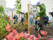 Razem zazieleniliśMY Poznań. Na Wildzie powstał las kieszonkowy
