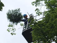 Rozpoczęła się walka o starodrzew - jemioła zagraża drzewom w parkach