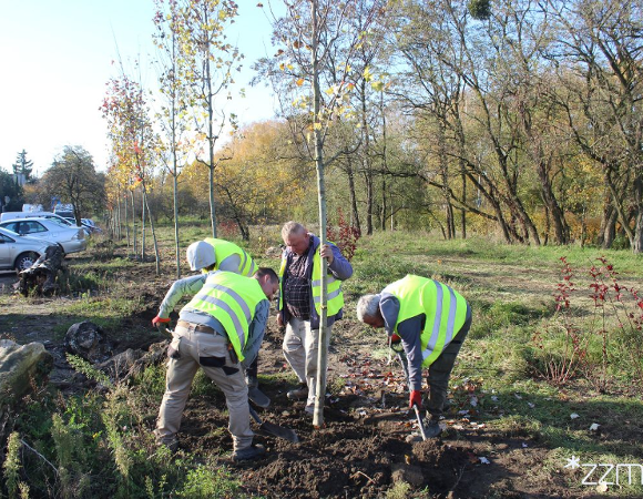Sadzenie drzew na skwerze Maksymiliana Ciężkiego przy ul. Rejewskiego na Świerczewie