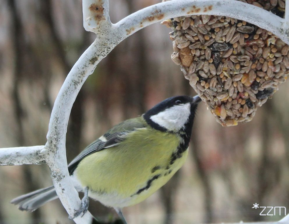 sikorka jedząca ziarna