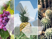 Skóra z winogron, ananasa, kaktusa? Tak, to możliwe!