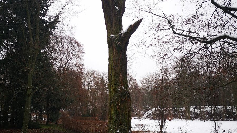 Świadki to pozostałości po drzewie w postaci pnia z obciętą koroną