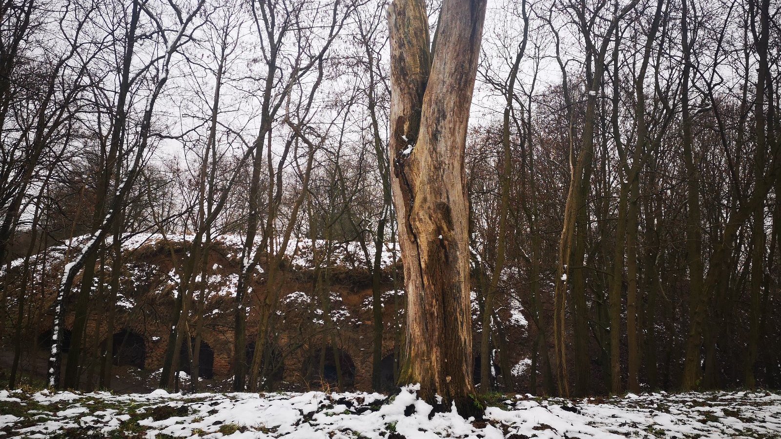 Świadki to pozostałości po drzewie w postaci pnia z obciętą koroną