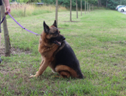 Święto naszych czworonożnych przyjaciół