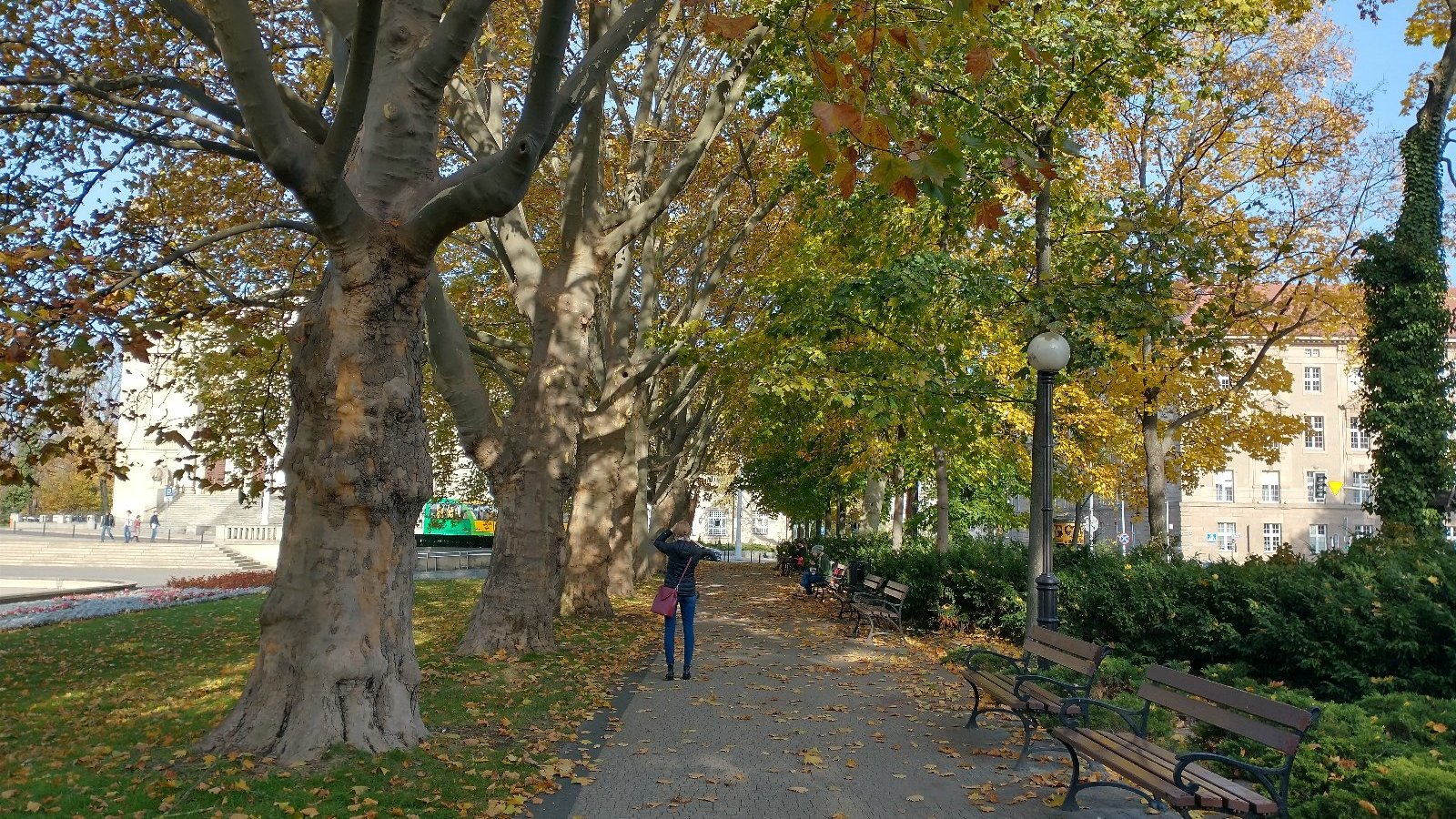 Szczegółowa inwentaryzacja pomaga chronić miejskie drzewa
