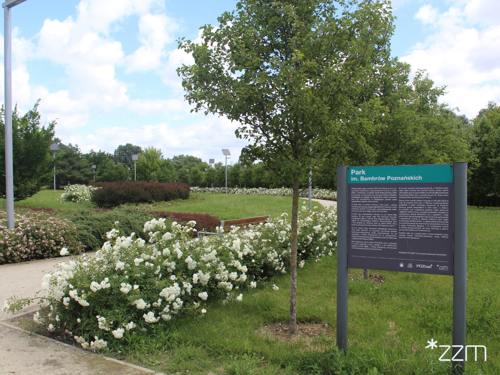 Tablica informacyjna z napisem "Park im. Bambrów Poznańskich" ustawiona przy alejce. Wokół rosną białe róże, krzewy i drzewa.