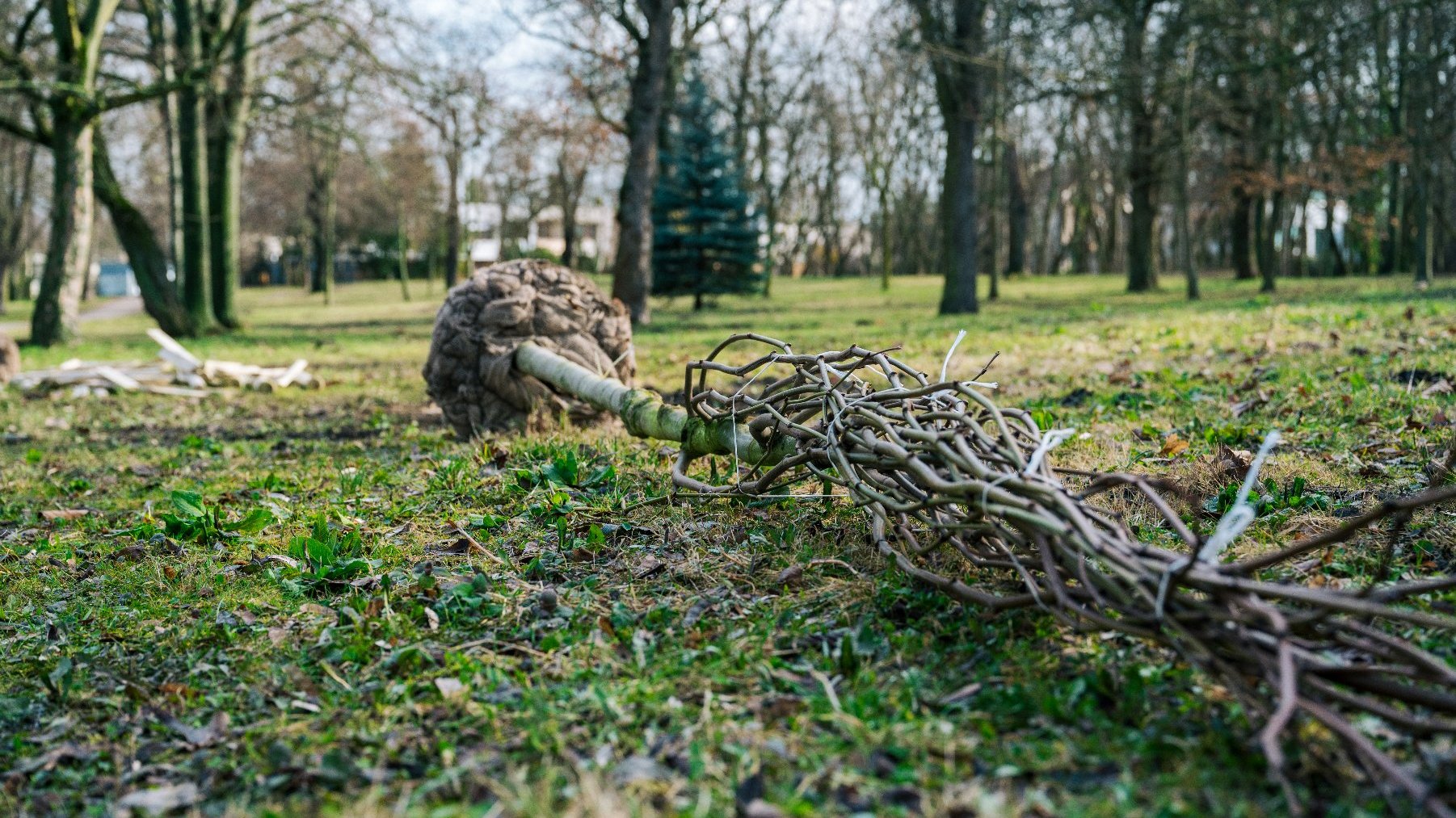 Tej wiosny poznańscy ogrodnicy posadzą setki nowych drzew w miejskich parkach.