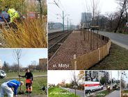 Tysiące nowych drzew i krzewów przy poznańskich ulicach