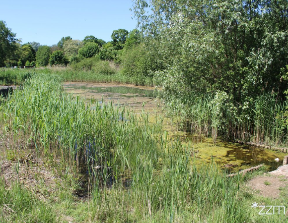 Użytek ekologiczny Traszki Ratajskie