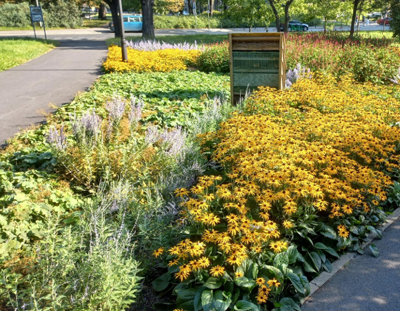 W Parku Marcinkowskiego powstała rabata bylinowa o powierzchni ok. 2 arów, która nie tylko upiększa przestrzeń zieloną, ale pełni również ważną funkcję ekologiczną