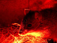 W poznańskim ZOO zamieszkały zwierzęta z Australii