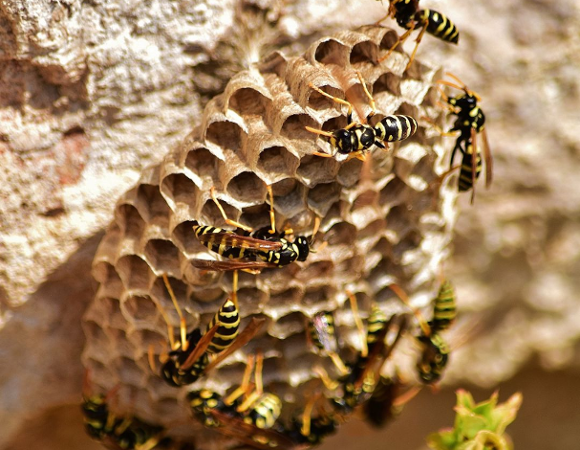 W przypadku zauważenia gniazda owadów należy bezzwłocznie zgłosić ten fakt odpowiednim służbom lub firmie zajmującej się ich usuwaniem