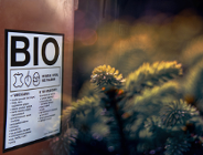 W styczniu i lutym będą odbierane naturalne drzewka świąteczne