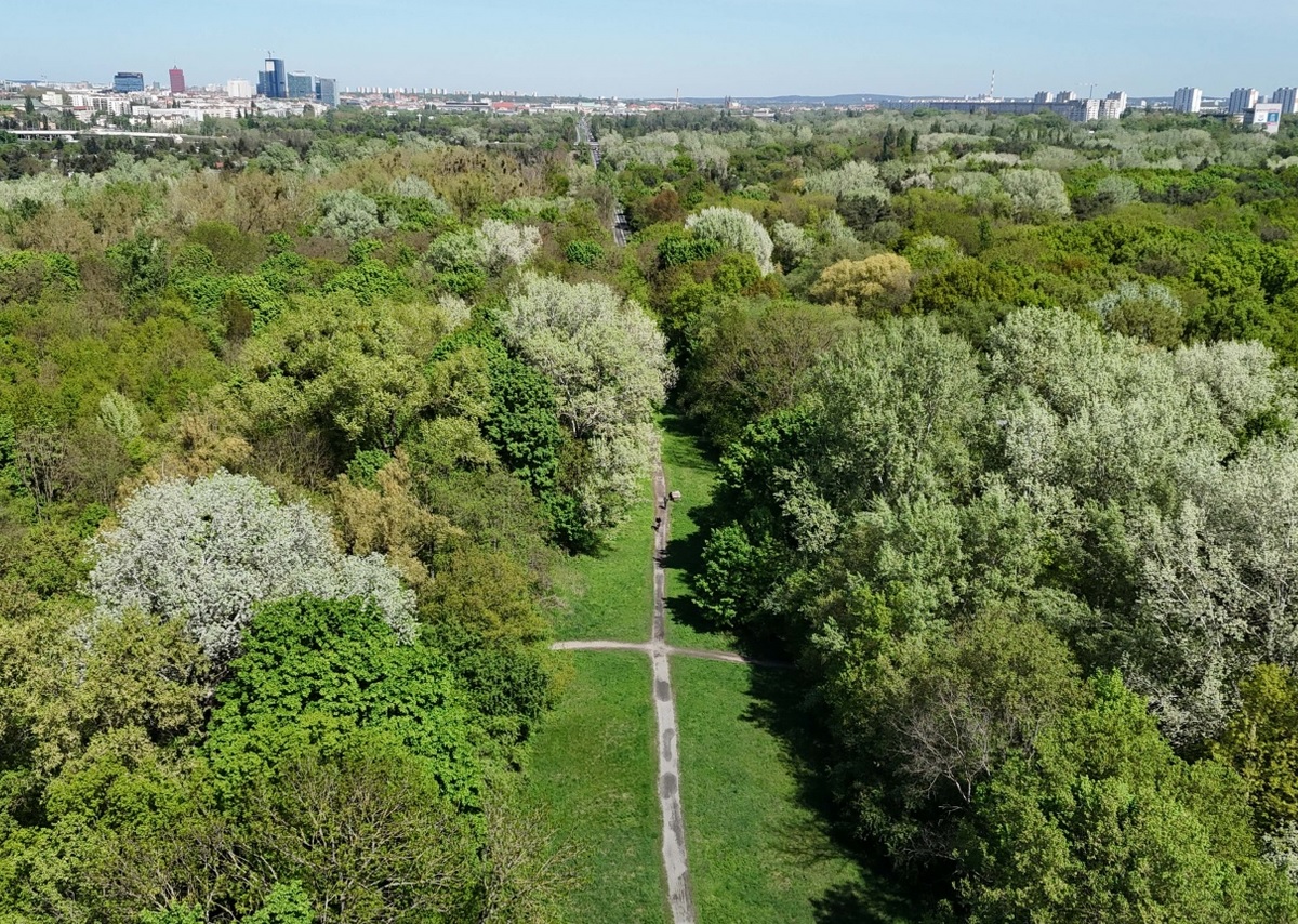 widok z lotu ptaka na teren zielony gęsto porośnięty dużymi drzewami, pośrodku terenu teren nieporośnięty z widoczną ścieżką wydeptana w trwaie, za tereniem wiodczna zabudowa miejska