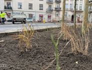 Więcej zieleni na ul. Wyspiańskiego