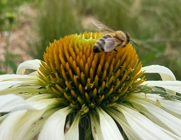 Wielki Dzień Pszczół - święto, które ma na celu uświadomienie nam, jak ważną rolę pełnią te owady w naszym ekosystemie i jak wiele im zawdzięczamy