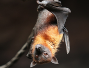 Wiosenna migracja nietoperzy