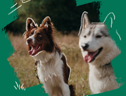 Wybiegi dla psów w parkach