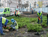 Z rynku do parku - drzewa i krzewy będą przesadzone
