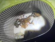 Zaproszenie na spacer przyrodniczy na terenie użytku ekologicznego "Dębina II"