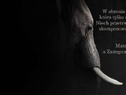 Zastępca Prezydenta podpali stos