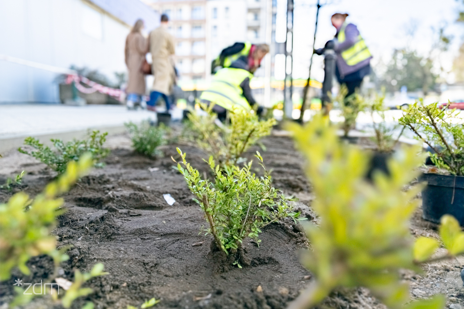 Zdjęcia z nasadzeń nowej zieleni przy ul. Gajowej
