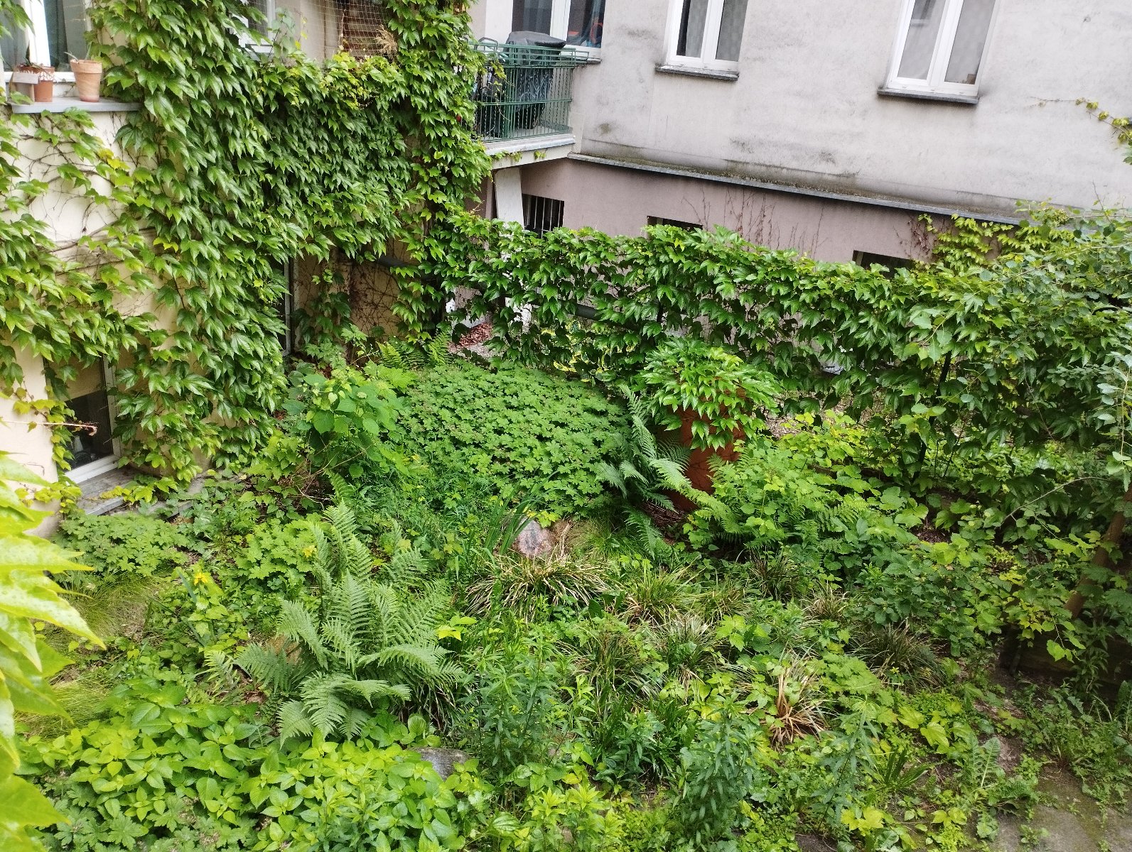 Zdjęcie przedstawia podwórko między kamienicami, na którym jest wiele roślin pnących.