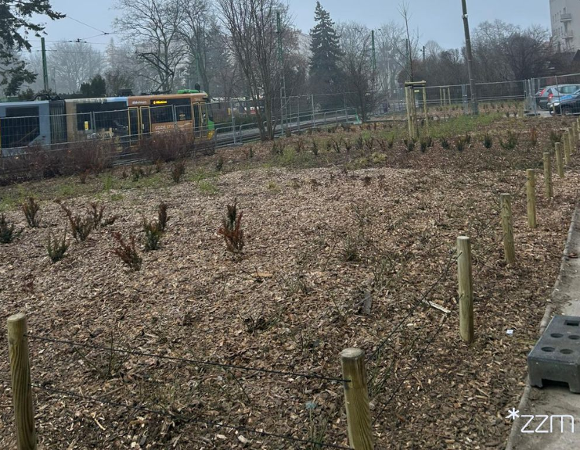 Zieleń na Placu Waryńskiego na Ogrodach w Poznaniu