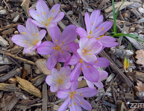 Ziemowit w Parku Mazowieckiego
